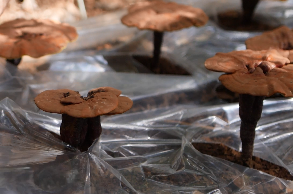 微信截圖_20220427165606.png 微信截圖_20220427165606.png